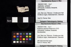 Foto (Objket + Etiketten) von Mundopsidae indet. 